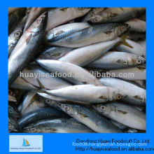 frozen mackerel(size:300-500)